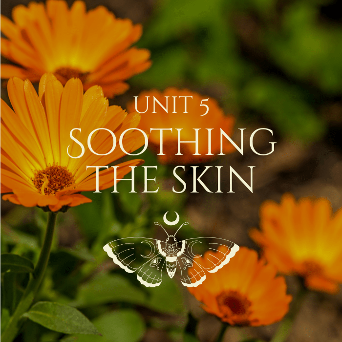 Plant Alchemy 6 Copy of Kitchen Witch Course Unit Tiles 6