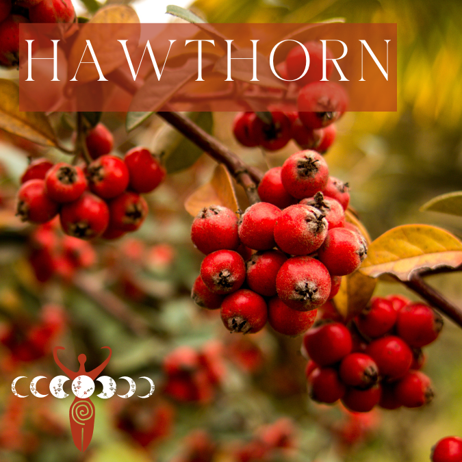 Copy of Medicine Woman Instagram Post Instagram Story Instagram Post Square 1