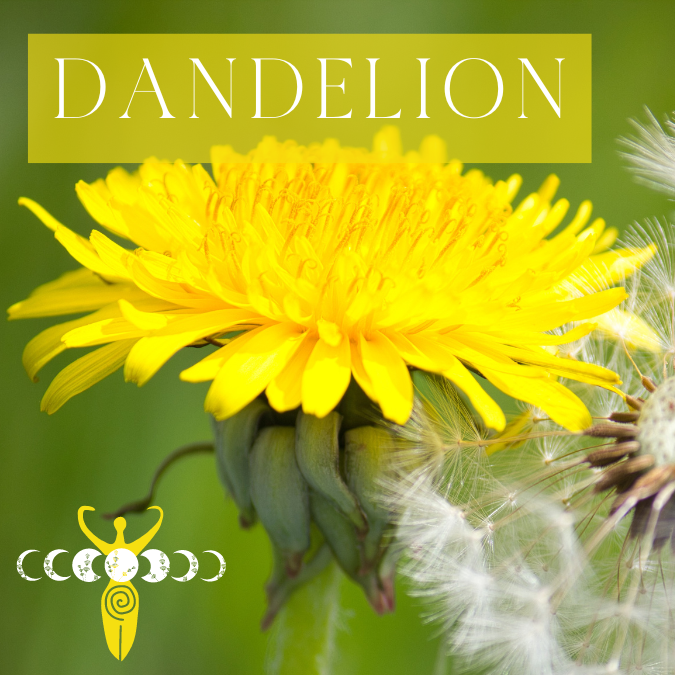 Copy of Medicine Woman Instagram Post Instagram Story Instagram Post Square 2