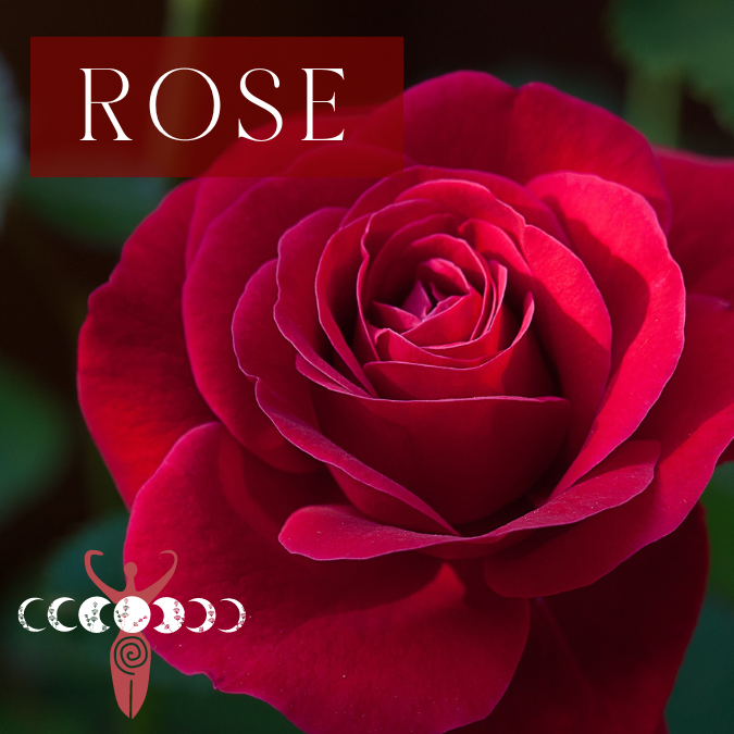 Copy of Medicine Woman Instagram Post Instagram Story Instagram Post Square 3