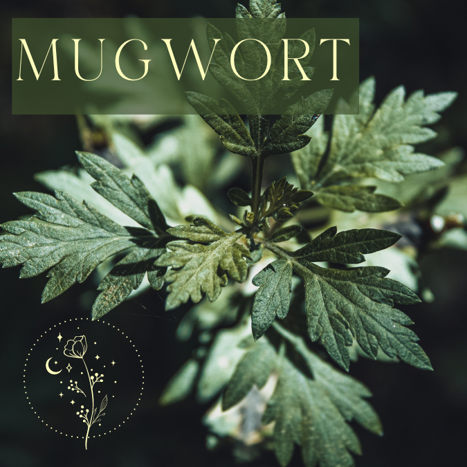 Copy of Medicine Woman Instagram Post Instagram Story Instagram Post Square 5