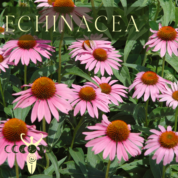 Copy of Medicine Woman Instagram Post Instagram Story Instagram Post Square