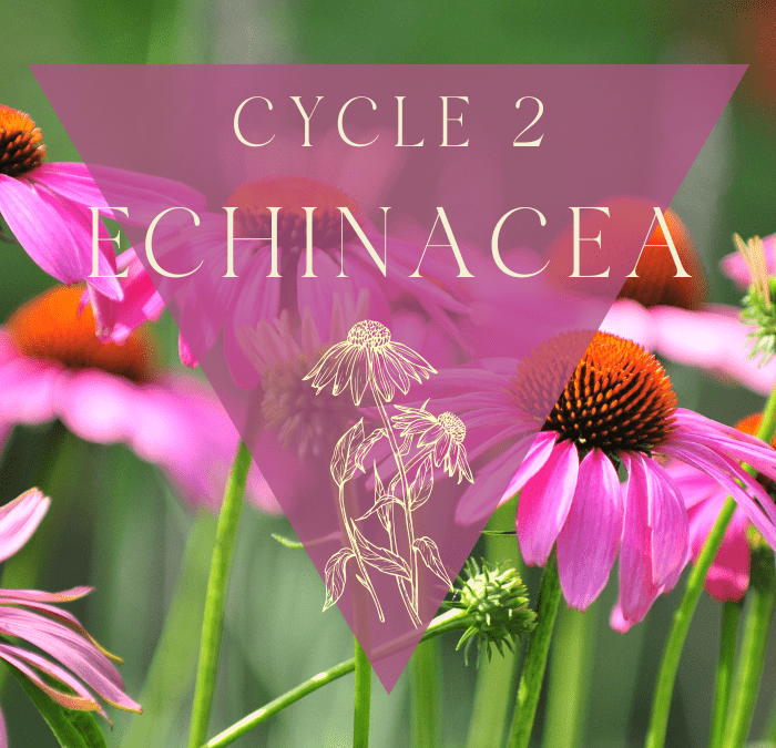 Autumn Awakening: Healing with the Metal Element, Echinacea, and the Throat Chakra