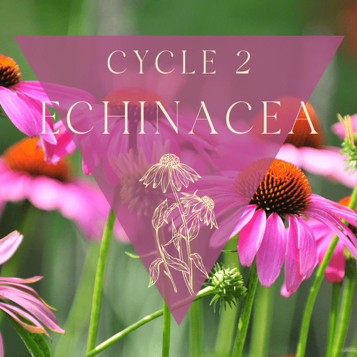 Copy of Roots of Remembrance 46