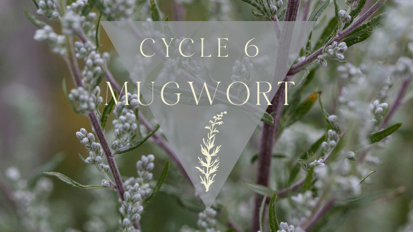 Mumma Mugwort ~ Gateway to Lunar Conciousness & Ancestral Wisdom 5 Copy of Roots of Remembrance Facebook Cover 8