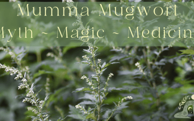 Mumma Mugwort ~ Gateway to Lunar Conciousness & Ancestral Wisdom