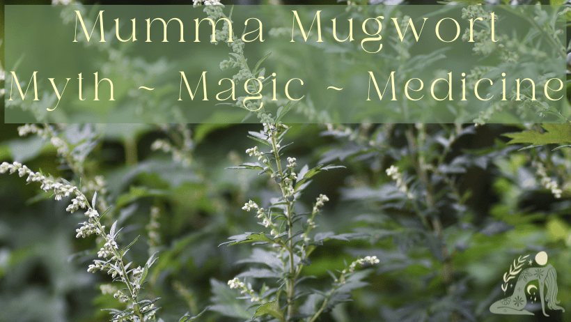 Mumma Mugwort ~ Gateway to Lunar Conciousness & Ancestral Wisdom