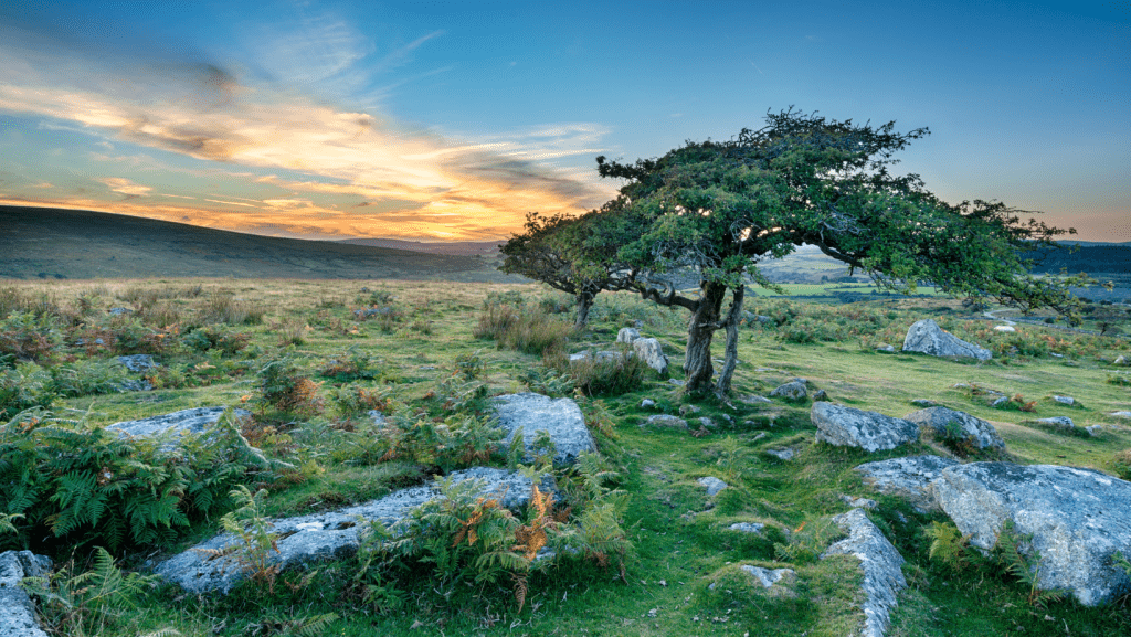 We call forth the red roots of the ancient mother tree of dancing serpent eagle priestess and cave by the sea dressed in the scarlet robes of the old and sacred ways visions of dragons of bea 3