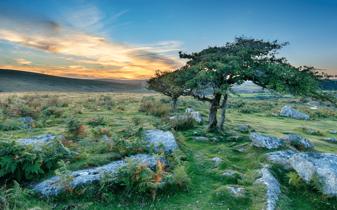 Hawthorn Initiation ~ doorway to the unseen realms