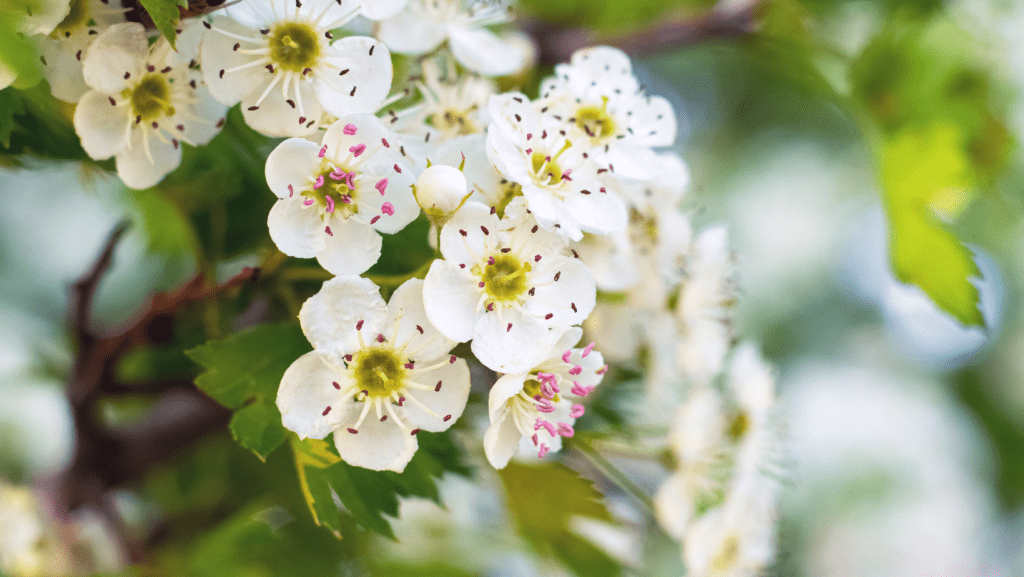 We call forth the red roots of the ancient mother tree of dancing serpent eagle priestess and cave by the sea dressed in the scarlet robes of the old and sacred ways visions of dragons of bea 6