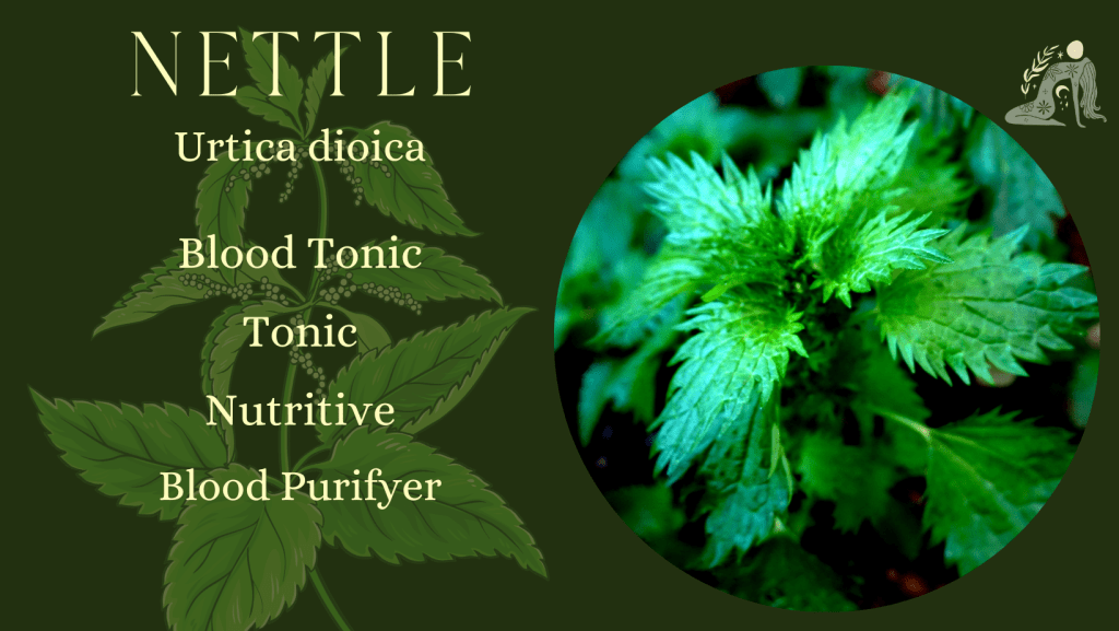 Wisdom Tree WomanCraft 15