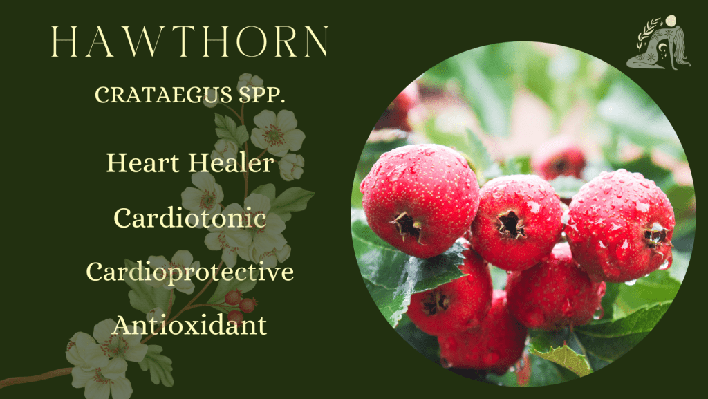 Wisdom Tree WomanCraft 16